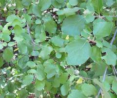 Styrax officinalis