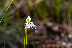 Pecteilis radiata