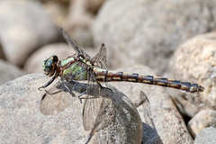 Ophiogomphus