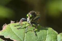 Promachus vertebratus