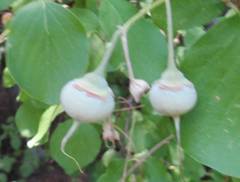 Styrax officinalis