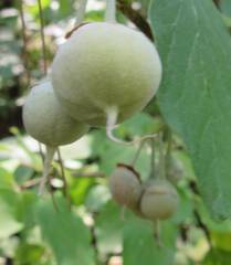 Styrax officinalis