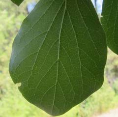 Styrax officinalis