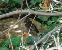 Turdus merula