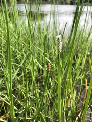 Media resource of Eleocharis quadrangulata