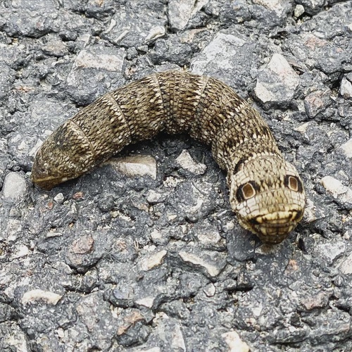 Small Elephant Hawkmoth