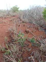 Ferraria densepunctulata