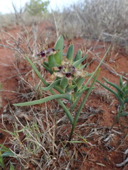 Ferraria densepunctulata