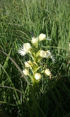 Platanthera praeclara