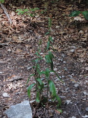 Digitalis micrantha