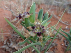 Ferraria densepunctulata