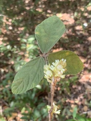 Flemingia grahamiana