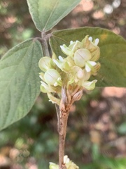 Flemingia grahamiana