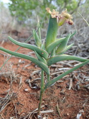 Ferraria densepunctulata