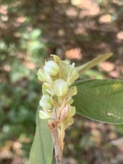 Flemingia grahamiana