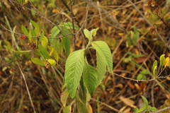 Lippia hirsuta