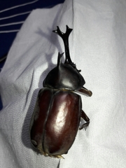 Trypoxylus dichotomus tsunobosonis