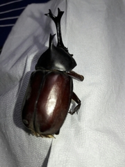 Trypoxylus dichotomus tsunobosonis