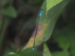 Coeliccia membranipes