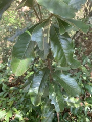 Euclea natalensis natalensis