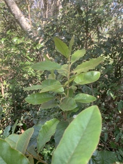 Euclea natalensis natalensis