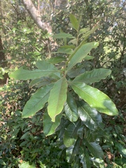 Euclea natalensis natalensis