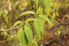 Lippia hirsuta