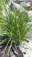 Carex paleacea