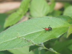 Conocephalus melaenus