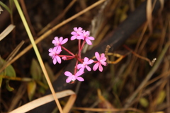 Epidendrum arachnoglossum