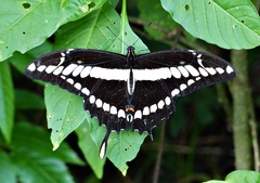 Heraclides thoas brasiliensis