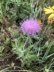 Cirsium undulatum