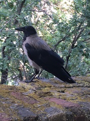 Corvus cornix