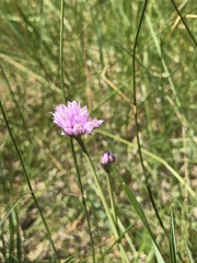 Allium geyeri