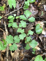 Waldsteinia