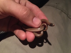 Sonora taylori