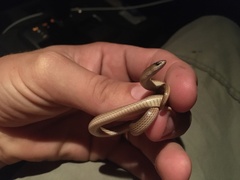 Sonora taylori