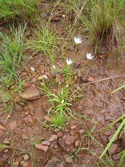 Mesanthemum prescottianum image