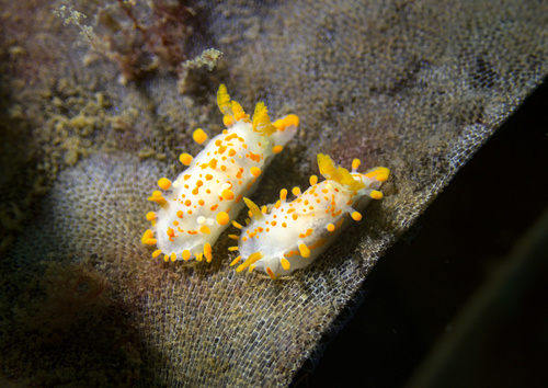 Limacia Nudibranch