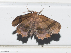 Cepphis armataria