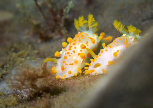 Orange-clubbed Sea Slug