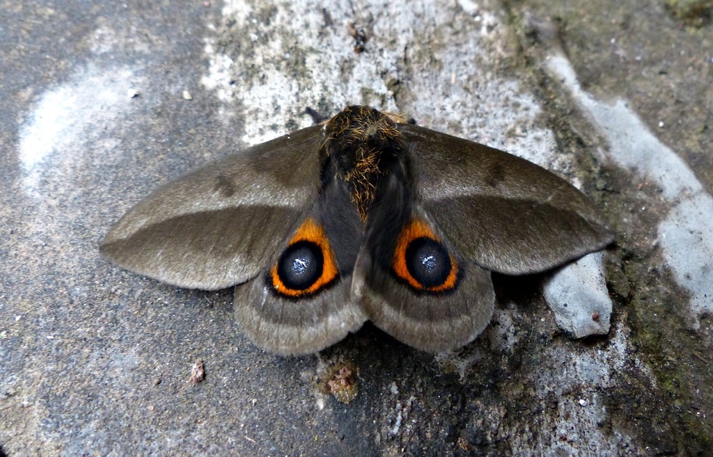 Automeris umbrosa