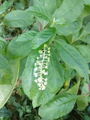 Phytolacca americana