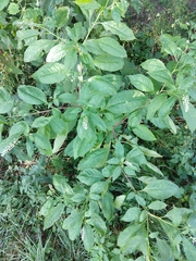 Phytolacca americana