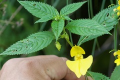 Impatiens falcifer
