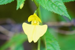 Impatiens falcifer
