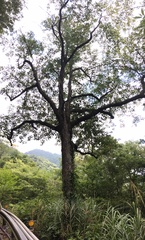 Sassafras randaiense