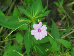 Impatiens platypetala