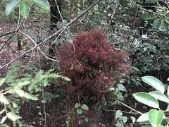 Mycosyrinx cissi