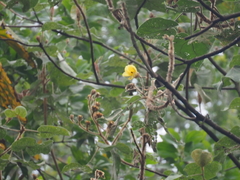 Hibiscus macrophyllus